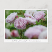 Rosa Libellula Postkarte (Vorderseite)