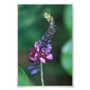 Rosa lila Blume auf dem Blühen von Kudzu Fotodruck