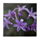 Rosa Lila Blume Fliese (Vorderseite)