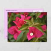 rosa/lila Blume Postkarte (Vorne/Hinten)