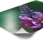 Rosa Lila Blume über die Blüte von Kudzu Fotodruck (Ecke)