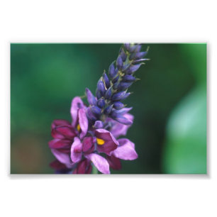 Rosa Lila Blume über die Blüte von Kudzu Fotodruck