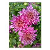 Rosa Lila Chrysanthemen mit Raindrops Card (Vorne)