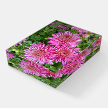 Rosa Lila Chrysanthemen mit Regentropfen