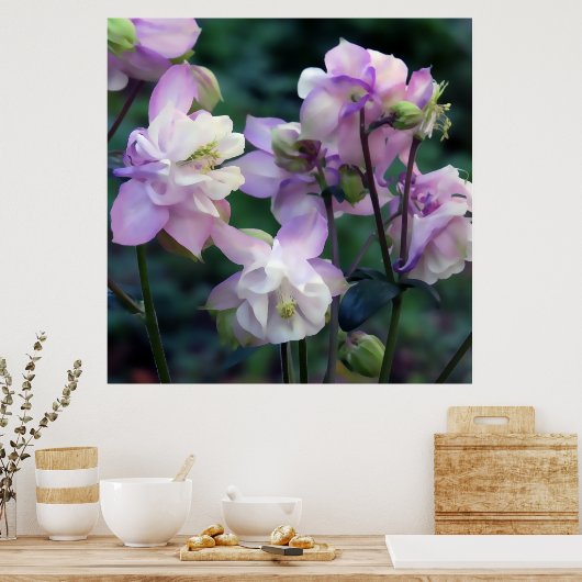 Rosa Lila Columbine-Blume Poster (Küche)