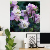 Rosa Lila Columbine-Blume Poster (Heimbüro)