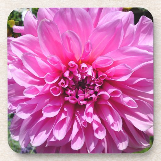 Rosa Lila Dahlia-Blume Getränkeuntersetzer (Vorderseite)