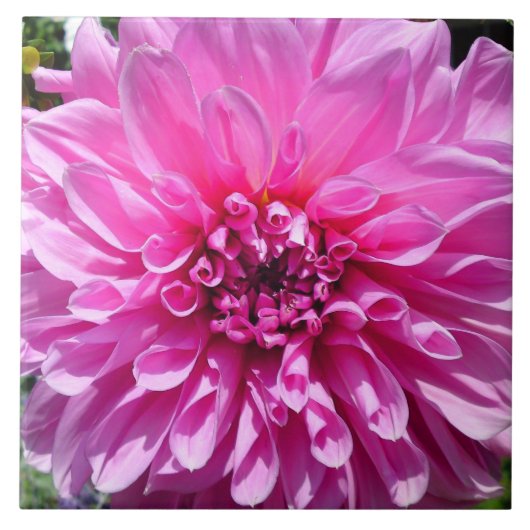 Rosa Lila Dhalia-Blume Fliese (Vorderseite)