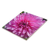 Rosa Lila Dhalia-Blume Fliese (Seite)