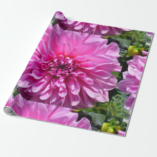 Rosa Lila Dhalia-Blume Geschenkpapier