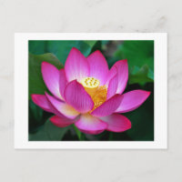 Rosa Lila Lotus-Blume Blank-Blässe Postkarte