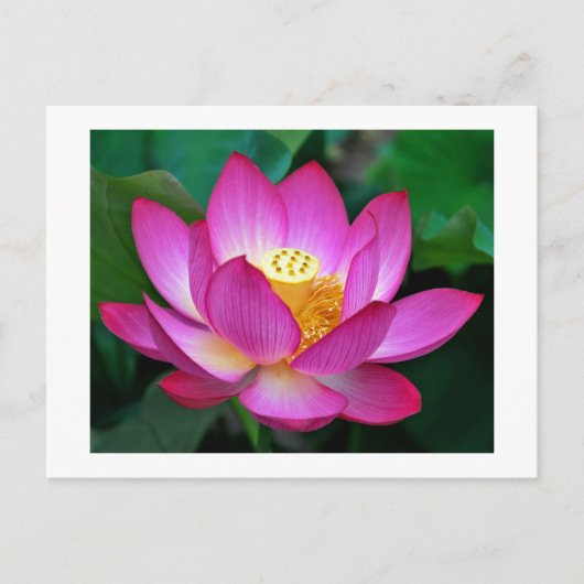Rosa Lila Lotus-Blume Blank-Blässe Postkarte (Vorderseite)