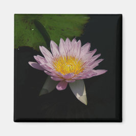Rosa Lila Lotus-Wasserlilie-Magnet Magnet