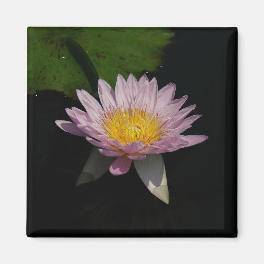 Rosa Lila Lotus-Wasserlilie-Magnet Magnet (Vorne)