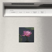 Rosa Lila Lotus-Wasserlilie-Magnet Magnet (In Situ (Geschirrspüler))