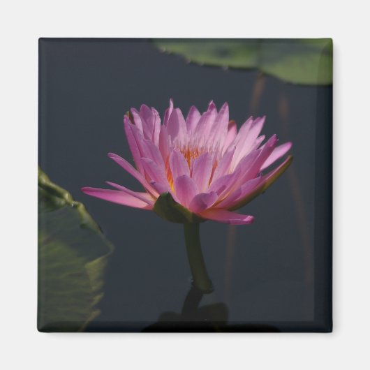 Rosa Lila Lotus-Wasserlilie-Magnet Magnet (Vorne)