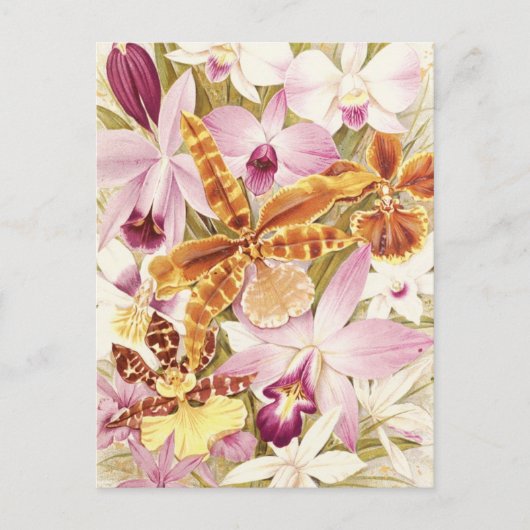 Rosa Lila Orchideen Blume Blüten Vintag Postkarte (Vorderseite)