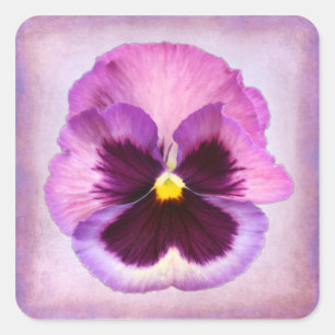 Rosa lila Pansy-Blume Quadratischer Aufkleber