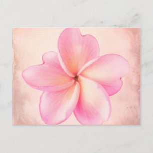 Rosa Lila Plumeria Blume Rosa Hintergrund Postkarte