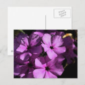 Rosa/Lila Postkarte (Vorne/Hinten)