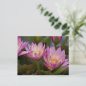 Rosa Lila Seerosen Postkarte (Stehend Vorderseite)