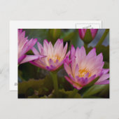 Rosa Lila Seerosen Postkarte (Vorne/Hinten)