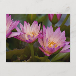 Rosa Lila Seerosen Postkarte