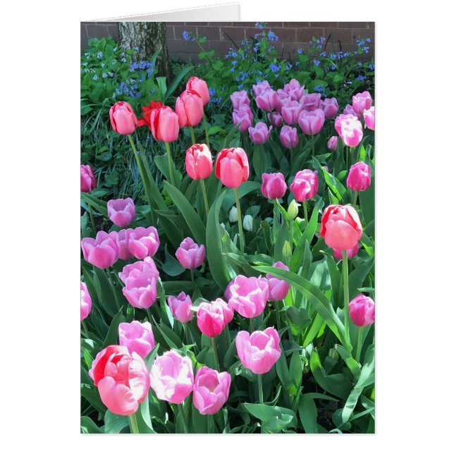 Rosa Lila Springtime Spring Tulips Blume Florenz (Vorne)