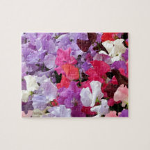 Rosa, lila & weiß Erbsen Blume in Blüte