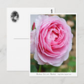 Rosa Lilac Rose Postkarte (Vorne/Hinten)