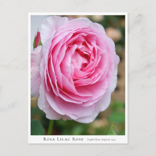 Rosa Lilac Rose Postkarte (Vorderseite)