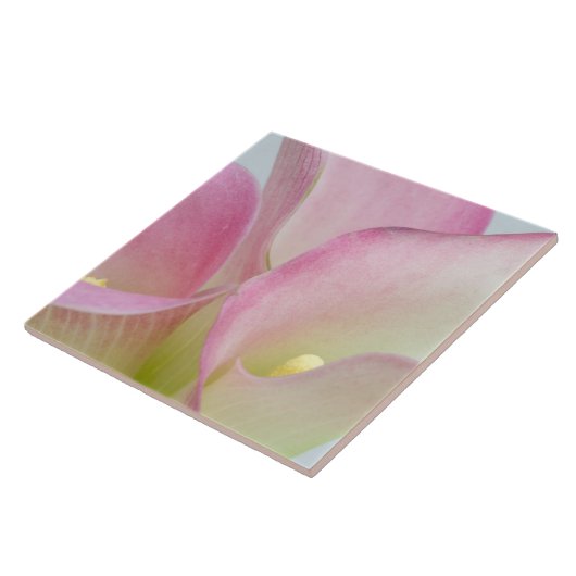 Rosa Lilie Fliese (Seite)