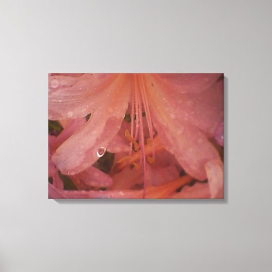 Rosa Lilie im Regen Leinwanddruck (Vorderseite)