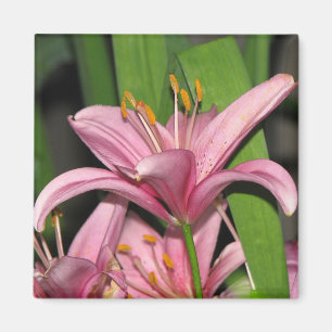 Rosa Lilie Magnet