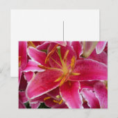 Rosa Lilie mit Wassertropfen Postkarte (Vorne/Hinten)
