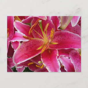 Rosa Lilie mit Wassertropfen Postkarte