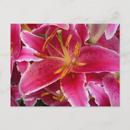Rosa Lilie mit Wassertropfen Postkarte (Vorderseite)