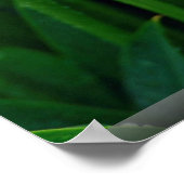 Rosa-Lilie Poster (Ecke)