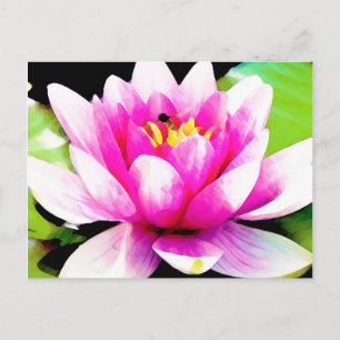 Rosa Lilie Postkarte
