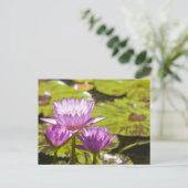 Rosa Lilie Postkarte (Stehend Vorderseite)