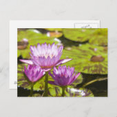 Rosa Lilie Postkarte (Vorne/Hinten)