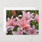 Rosa Lilie Schönheit Postkarte (Vorne/Hinten)