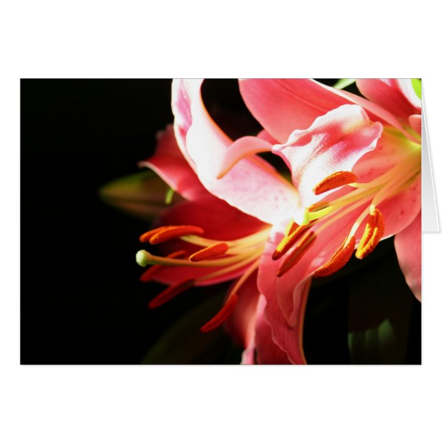 Rosa Lilien (Vorderseite (Horizontal))
