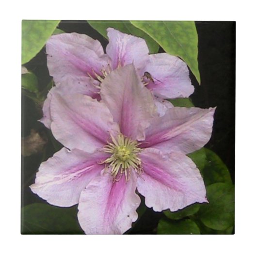 Rosa Lilien-dekorative Fliese (Vorderseite)