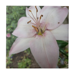 Rosa Lilien-Fliese Fliese