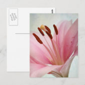 Rosa Lilien Postkarte (Vorne/Hinten)