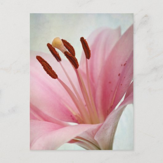 Rosa Lilien Postkarte (Vorderseite)