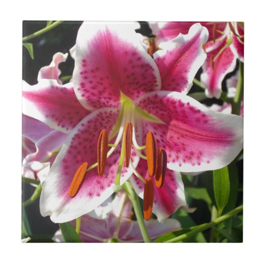 Rosa Lilien Rosa tropische Blume Rosa Blüten Fliese (Vorderseite)