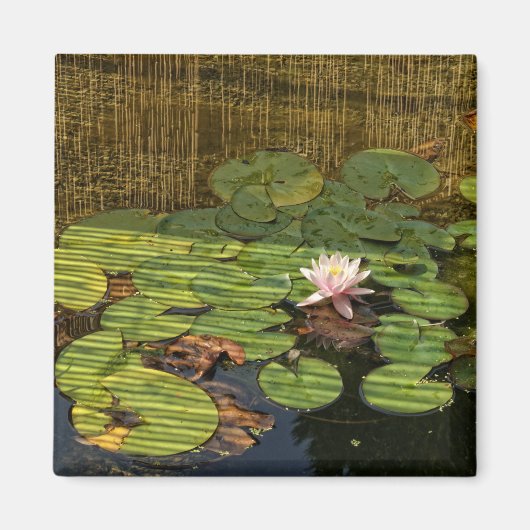 rosa Lilienmagnet Magnet (Vorne)