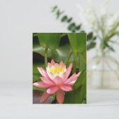 Rosa Lilienwasser-Blume Postkarte (Stehend Vorderseite)